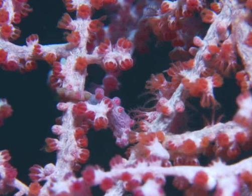 海洋里最小的十大動物排名,露比精靈燈是最小脊椎動物,豆蟹像豌豆