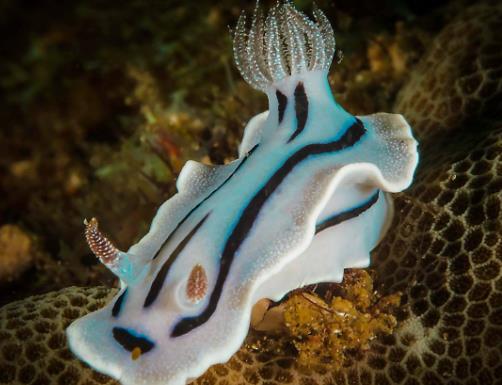 海洋里最小的十大動物排名,露比精靈燈是最小脊椎動物,豆蟹像豌豆