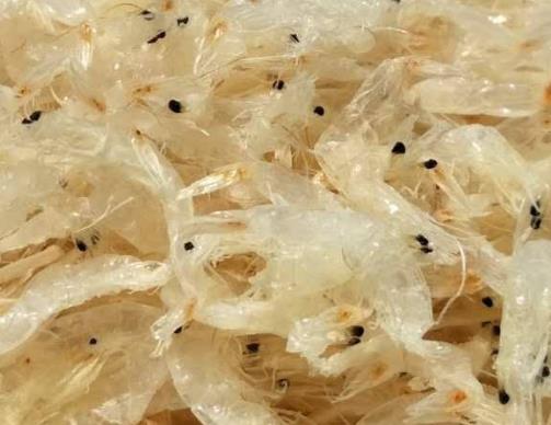 海洋里最小的十大動物排名,露比精靈燈是最小脊椎動物,豆蟹像豌豆