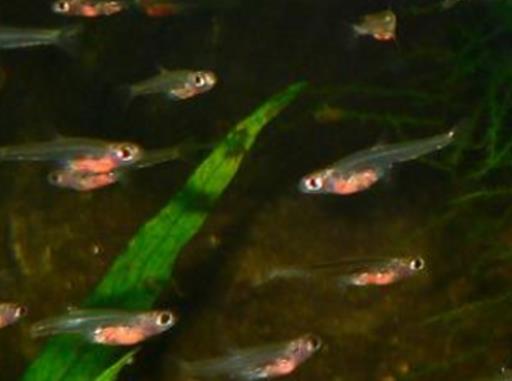 海洋里最小的十大動物排名,露比精靈燈是最小脊椎動物,豆蟹像豌豆