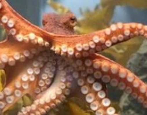 海洋里最小的十大動物排名,露比精靈燈是最小脊椎動物,豆蟹像豌豆