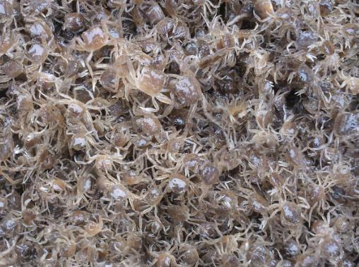 海洋里最小的十大動物排名,露比精靈燈是最小脊椎動物,豆蟹像豌豆