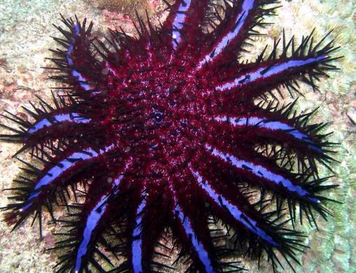 海洋里最小的十大動物排名,露比精靈燈是最小脊椎動物,豆蟹像豌豆