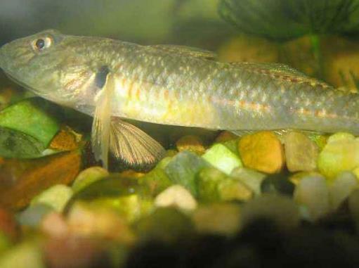 海洋里最小的十大動物排名,露比精靈燈是最小脊椎動物,豆蟹像豌豆