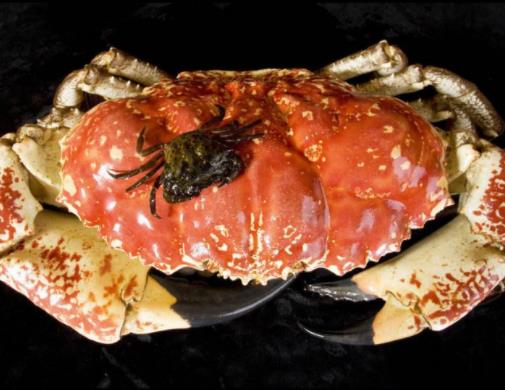 世界最貴十種蟹排行榜,阿拉斯加帝王蟹體型大,俄羅斯帝王蟹鮮美