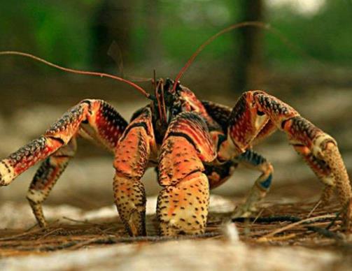 世界最貴十種蟹排行榜,阿拉斯加帝王蟹體型大,俄羅斯帝王蟹鮮美