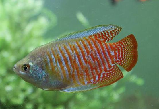 十大最好養(yǎng)的小型觀賞魚種類,孔雀魚活潑好動、吻鱸性情溫順