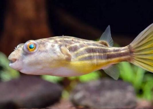 十大最好養(yǎng)的小型觀賞魚種類,孔雀魚活潑好動、吻鱸性情溫順