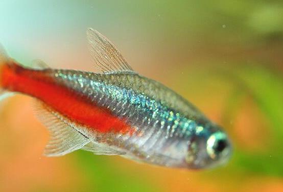 十大最好養(yǎng)的小型觀賞魚種類,孔雀魚活潑好動、吻鱸性情溫順