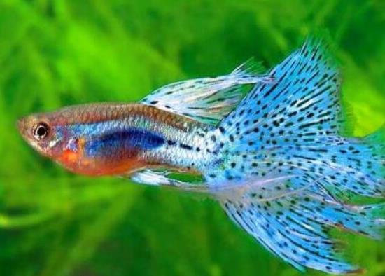 十大最好養(yǎng)的小型觀賞魚種類,孔雀魚活潑好動、吻鱸性情溫順