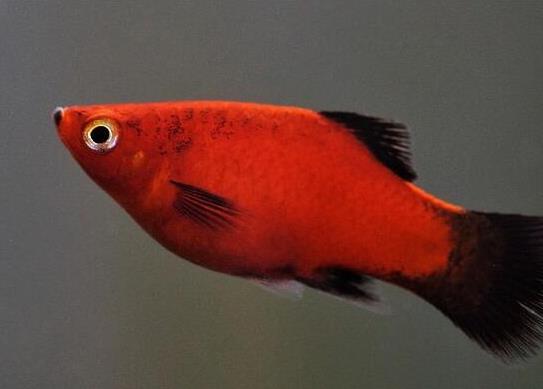 十大最好養(yǎng)的小型觀賞魚種類,孔雀魚活潑好動、吻鱸性情溫順