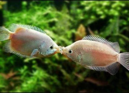 十大最好養(yǎng)的小型觀賞魚種類,孔雀魚活潑好動、吻鱸性情溫順