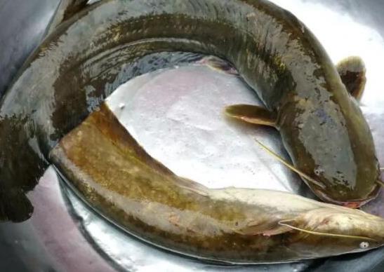 中國最常吃的十種淡水魚,草魚能開胃滋補、鯖魚魚肉堅實