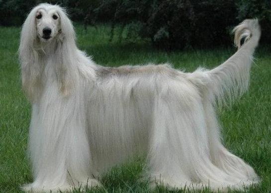 世界上十大毛最長的犬,阿富汗獵犬觀賞性高、馬爾濟斯犬端莊高雅