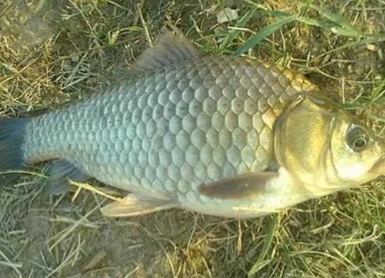 中國最常吃的十種淡水魚,草魚能開胃滋補、鯖魚魚肉堅實