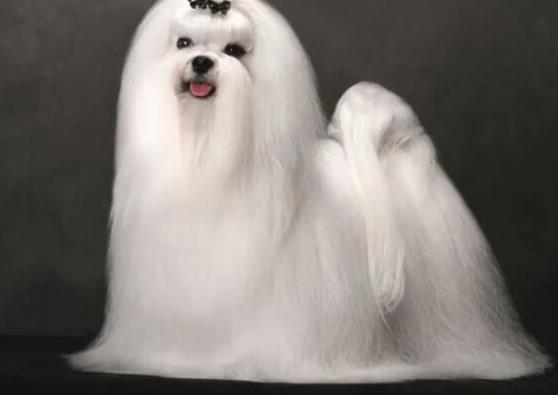 世界上十大毛最長的犬,阿富汗獵犬觀賞性高、馬爾濟斯犬端莊高雅