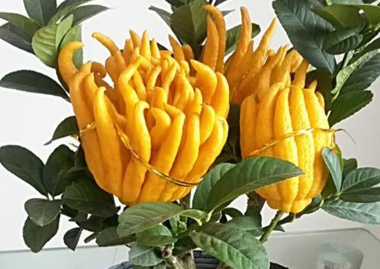 十大形狀最奇葩的水果,蓮霧被譽(yù)為“水果皇帝”、荔枝果又稱為阿基果