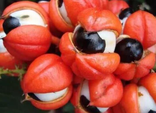 十大形狀最奇葩的水果,蓮霧被譽(yù)為“水果皇帝”、荔枝果又稱為阿基果