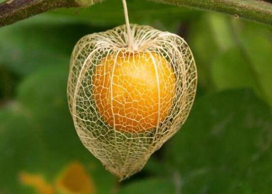 十大形狀最奇葩的水果,蓮霧被譽(yù)為“水果皇帝”、荔枝果又稱為阿基果