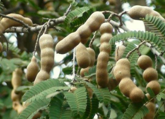 十大形狀最奇葩的水果,蓮霧被譽(yù)為“水果皇帝”、荔枝果又稱為阿基果