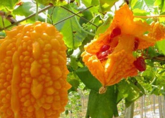 十大形狀最奇葩的水果,蓮霧被譽(yù)為“水果皇帝”、荔枝果又稱為阿基果