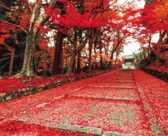 南京十大適合拍照的地方,夫子廟秦淮風(fēng)光帶有意境、玄武湖十分浪漫