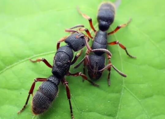 世界上十大最強的螞蟻排名,子彈蟻咬人很疼、火紅蟻咬人會引起休克
