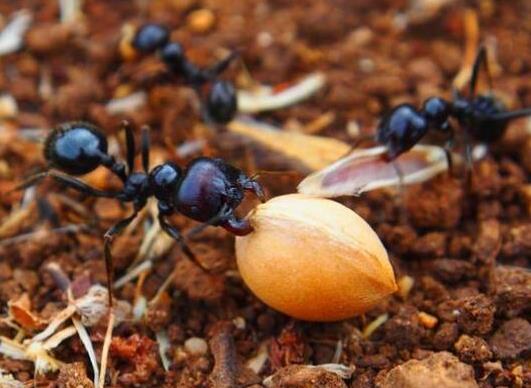 世界上十大最強的螞蟻排名,子彈蟻咬人很疼、火紅蟻咬人會引起休克