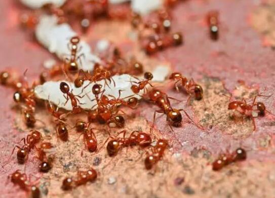 世界上十大最強的螞蟻排名,子彈蟻咬人很疼、火紅蟻咬人會引起休克