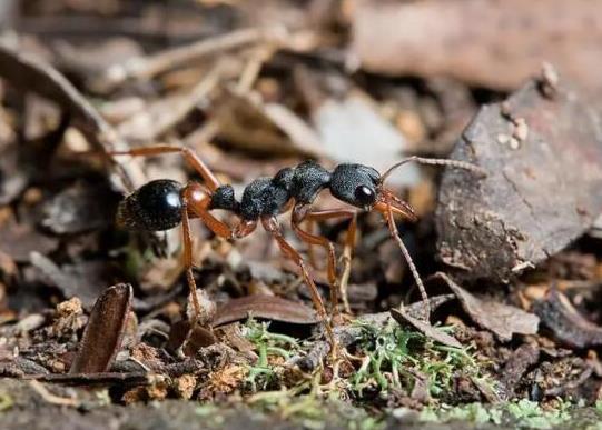 世界上十大最強的螞蟻排名,子彈蟻咬人很疼、火紅蟻咬人會引起休克