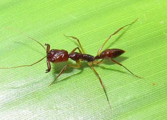 世界上十大最強的螞蟻排名,子彈蟻咬人很疼、火紅蟻咬人會引起休克