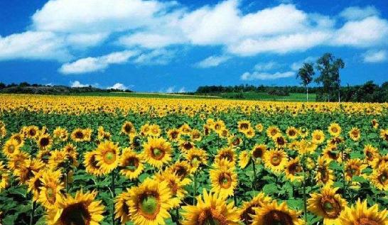 廣東省廣州市十大旅游景點(diǎn)排行榜 廣州有什么好玩的地方