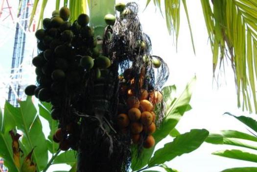 馬來西亞檳城州十大旅游景點排行榜 檳城州有什么好玩的地方