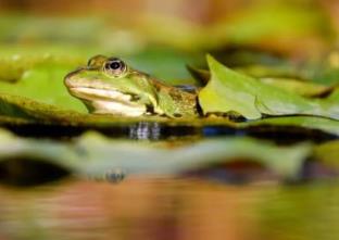 中國(guó)境內(nèi)最邪門的地方排行榜 廣州一村莊有個(gè)奇怪的倒影塘