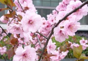 中國名花排名 梅花是中國十大名花之一