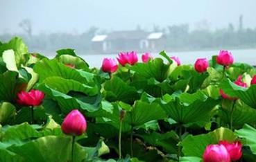 中國名花排名 梅花是中國十大名花之一