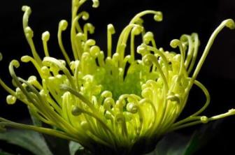 中國名花排名 梅花是中國十大名花之一