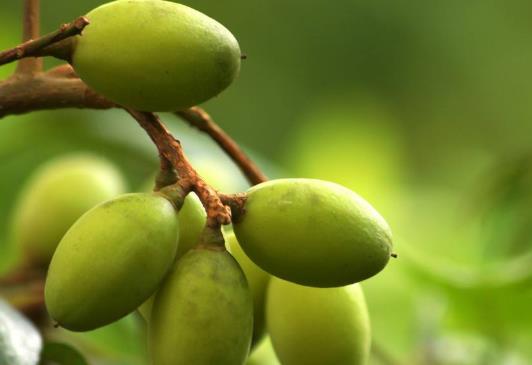 在做月子時(shí)要注意自己的身體狀況 推薦6種坐月子可以吃的水果