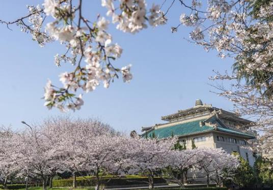 2022年武大櫻花對(duì)外開放嗎?武漢看櫻花的地方有哪些是不需要預(yù)約的