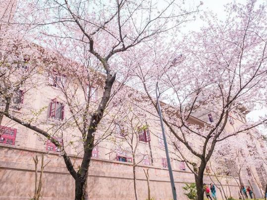 2022年武大櫻花對(duì)外開放嗎?武漢看櫻花的地方有哪些是不需要預(yù)約的