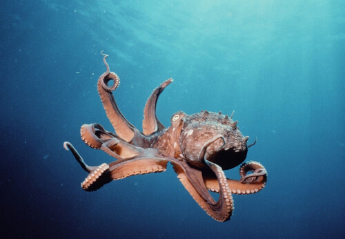 章魚的營養(yǎng)價值與功效-章魚的適宜人群