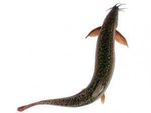 鰻魚的營養價值與功效-鰻魚的適用人群