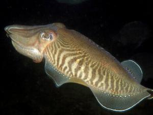 墨魚的的適用人群-墨魚的營養價值