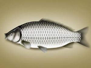 鯽魚的營養價值及功效-鯽魚的的適宜人群