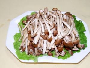 茶樹菇的營養價值-茶樹菇的適宜人群