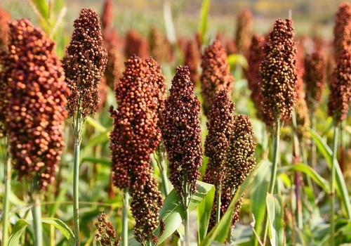 高粱的種植技術(shù)-高粱的功效與作用
