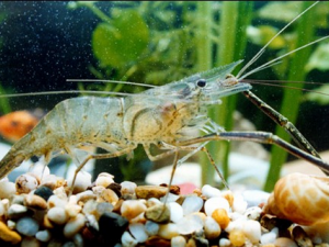 脊尾白蝦的好處-脊尾白蝦的營養價值