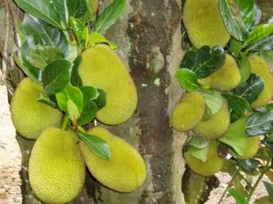 菠蘿蜜怎么吃?菠蘿蜜的功效與作用