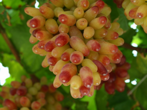 提子的營養價值-提子和葡萄的區別