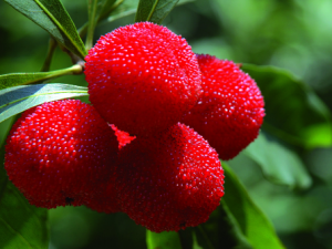 楊梅的功效與作用-楊梅的營養價值